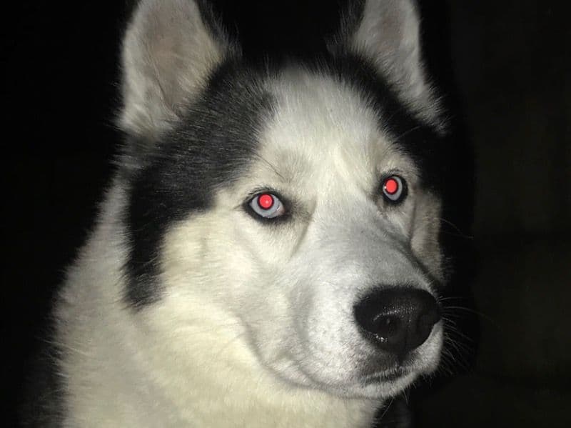 Husky 6 years old male large named Rocco for breeding in Greater Manchester, England | Petmeetly