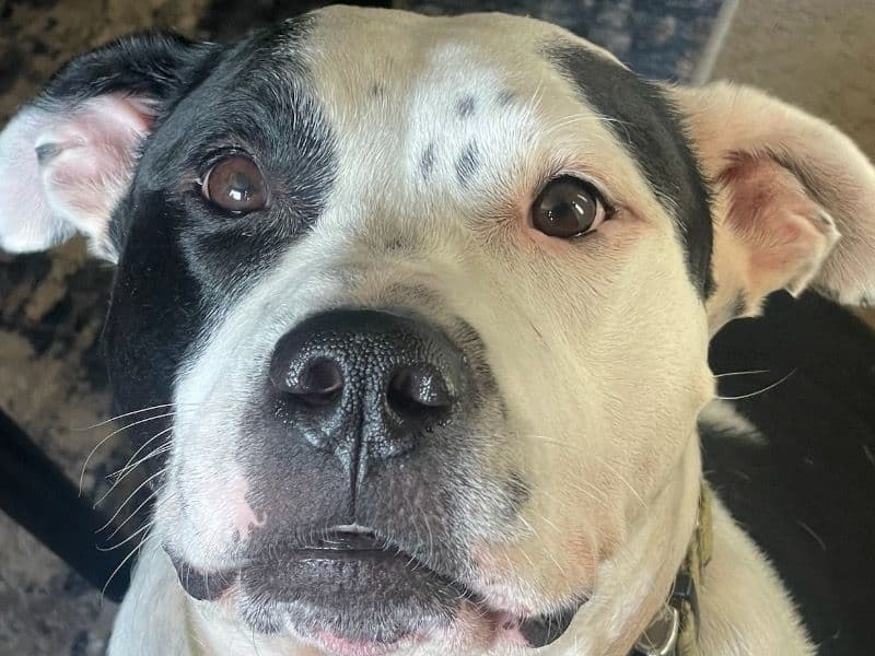 American PitBull Terrier 8 years old male medium named Titus for adoption in Monroe County, New York | Petmeetly