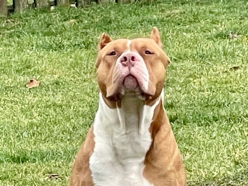 American Bully 2 years old male extra large named King for breeding in Haldimand County, Ontario | Petmeetly
