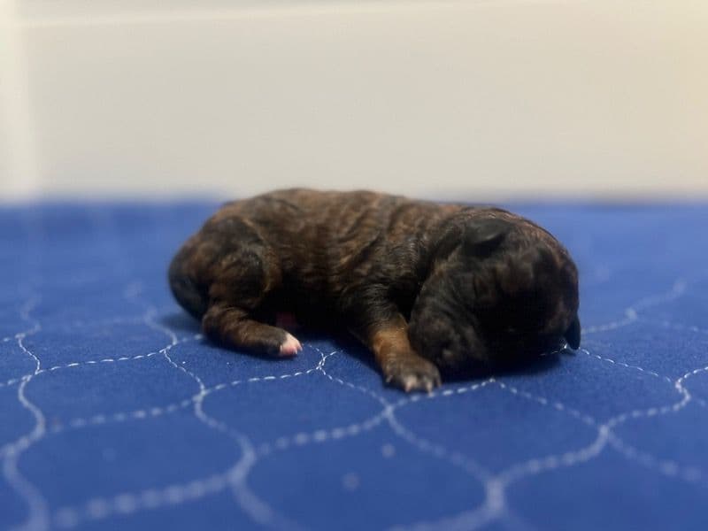 Miniature Poodle Less than 1 month old female small named Tundra for sale in Clarke County, Mississippi | Petmeetly