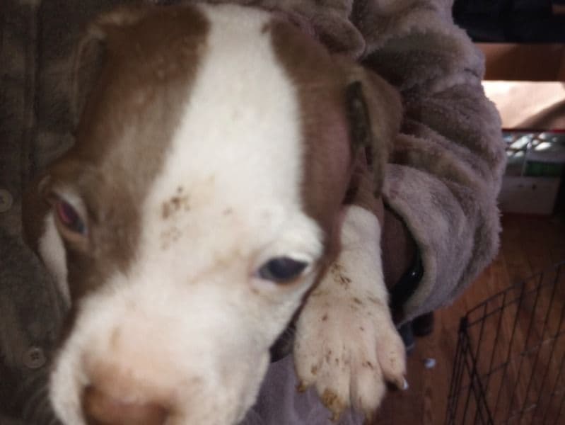 Blue nose Pitbull 1 month old male small named Francis for sale in Montgomery County, Ohio | Petmeetly