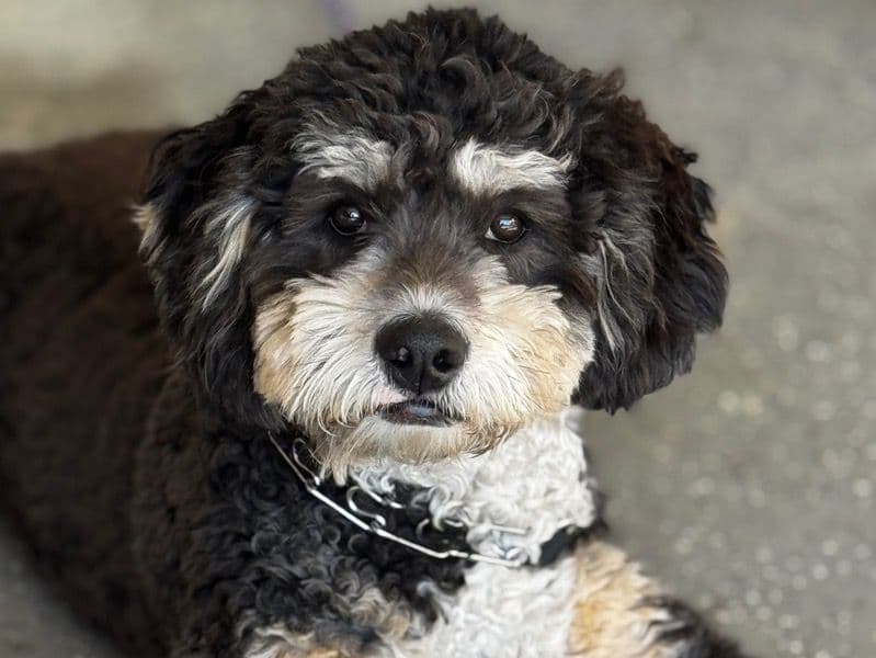 Bernedoodle 8 months old male medium named Bentley for breeding in Maricopa County, Arizona | Petmeetly