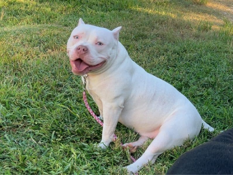 American Bully 10 months old female medium named Zora for breeding in Orange County, Texas | Petmeetly