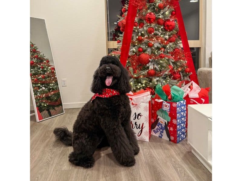 Standard Poodle 2 years 11 months old female large named Molly for breeding in Aurora, Colorado | Petmeetly