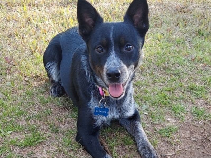 Australian Cattle Dog 5 years 4 months old female medium named Biscuit for breeding in Pope County, Arkansas | Petmeetly