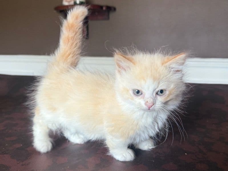 Munchkin 2 months old female named Female Minuet for sale in Leon County, Florida | Petmeetly