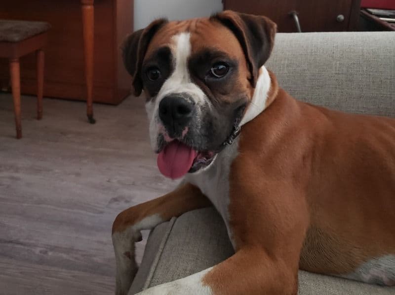 Boxer 4 years 1 month old female large named Luna for breeding in Riverside County, California | Petmeetly