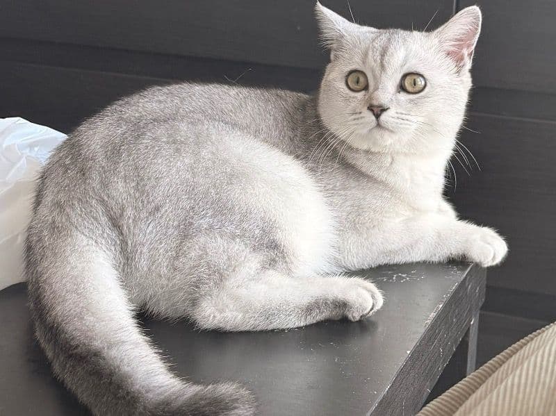 British Shorthair 1 year 4 months old male named Momo for breeding in Toronto, Ontario | Petmeetly