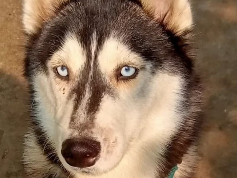 Husky 2 years 2 months old female large named Shree for breeding in Raipur Division, Chhattisgarh | Petmeetly