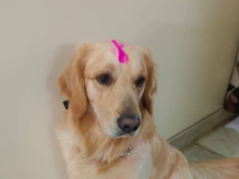 Sheroo primary photo