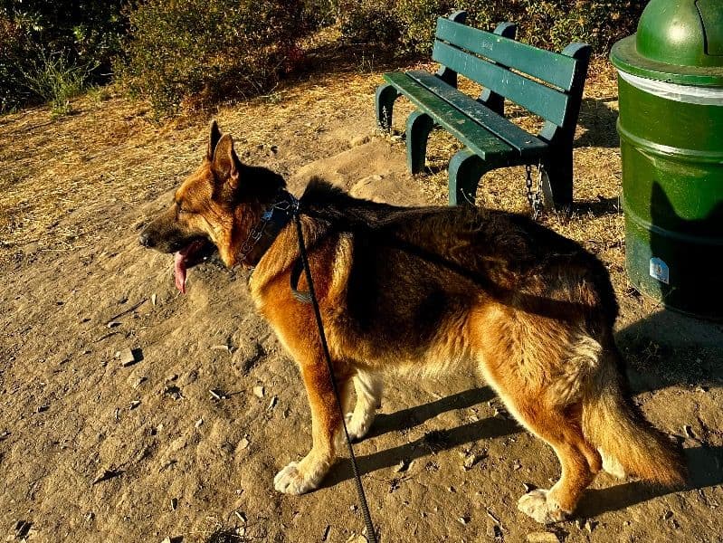 German Shepherd 6 years 5 months old male extra large named Rocky for breeding in Los Angeles County, California | Petmeetly
