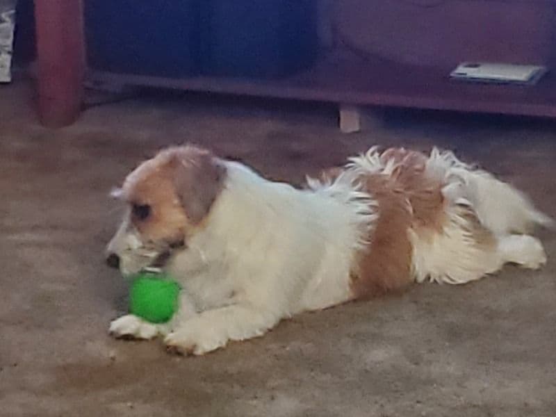 Jack Russell Terrier 3 years old female medium named Maggie for breeding in Noble County, Indiana | Petmeetly