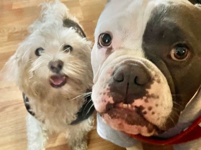 Maltese 7 years 1 month old male small named Basil for breeding in Los Angeles County, California | Petmeetly