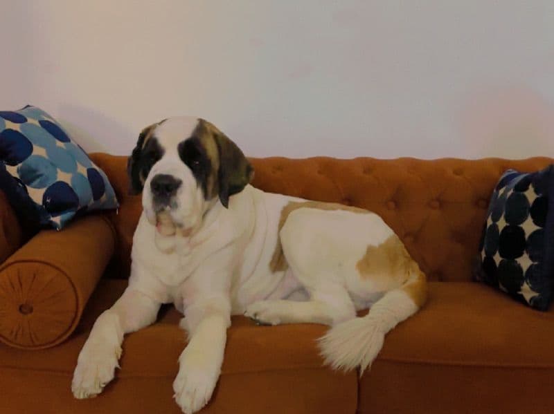 Saint Bernard 5 years 5 months old male extra large named Nawab for breeding in Delhi Division, Delhi | Petmeetly