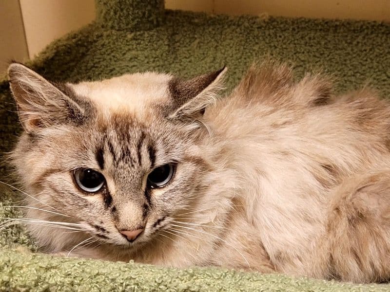 Maine Coon 7 months old female named Layla for sale in Shelby County, Tennessee | Petmeetly