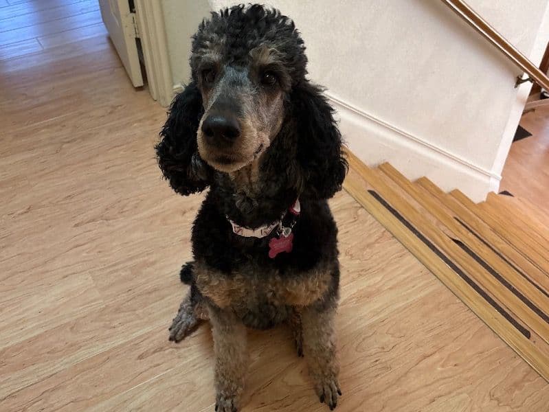 Standard Poodle 3 years 10 months old female large named Sele for breeding in Temecula, California | Petmeetly