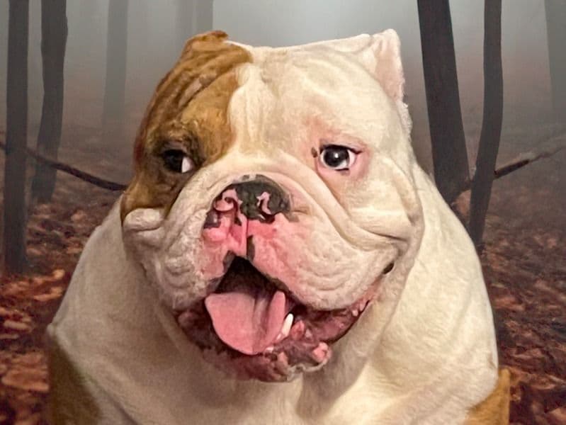 White English Bulldog 2 years 4 months old male medium named Thor for breeding in Howard County, Indiana | Petmeetly