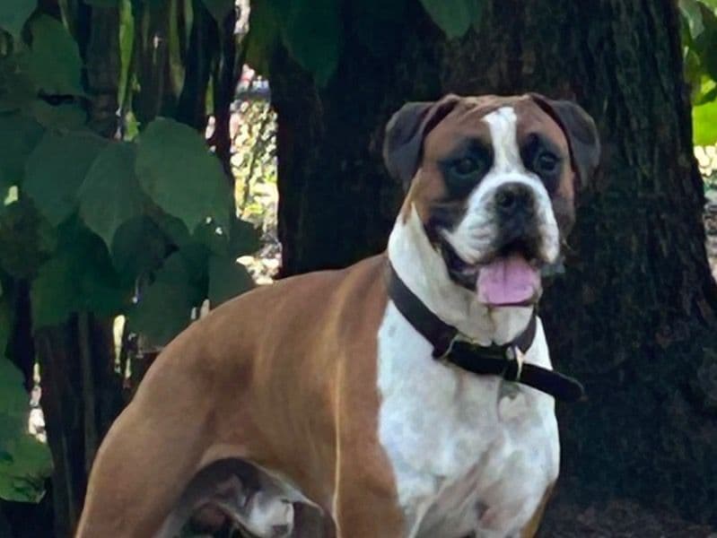 Boxer 1 year 10 months old male large named Bruno for breeding in Metro Vancouver, British Columbia | Petmeetly