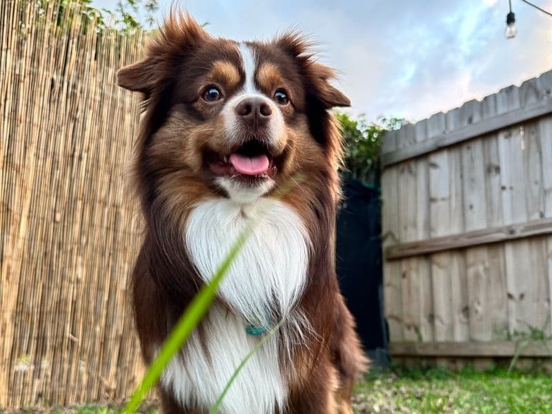 Miniature Australian Shepherd 6 years 4 months old male small named Dash for breeding in Palm Beach County, Florida | Petmeetly