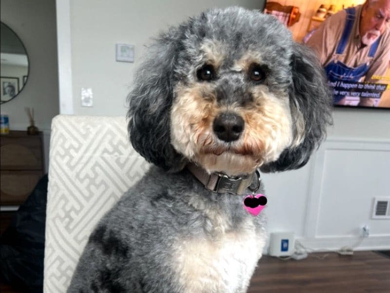 Bernedoodle 3 years old female medium named Zaza for breeding in Cook County, Illinois | Petmeetly