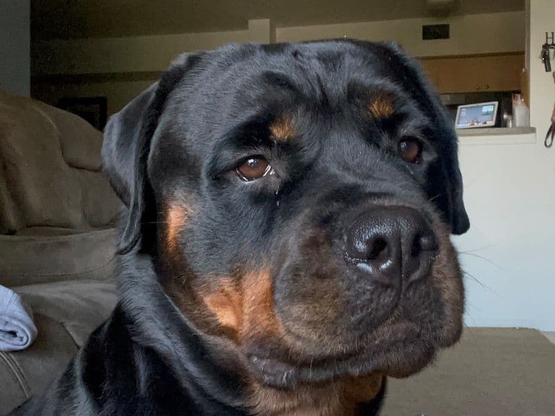 Rottweiler 2 years 8 months old female large named Trixie for breeding in Miami-Dade County, Florida | Petmeetly