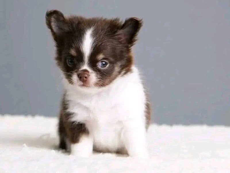 Molly - Chihuahua | Petmeetly