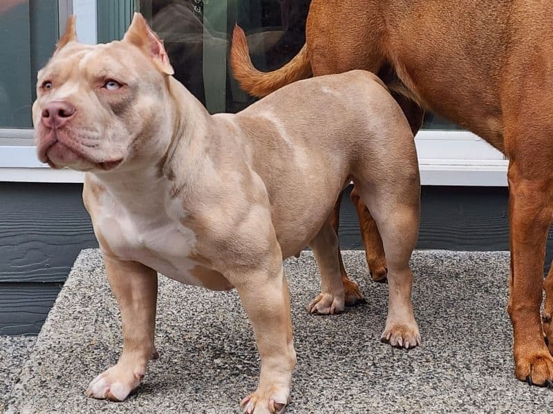 American Pocket Bully 1 year 10 months old female medium named Freya for breeding in Snohomish County, Washington | Petmeetly