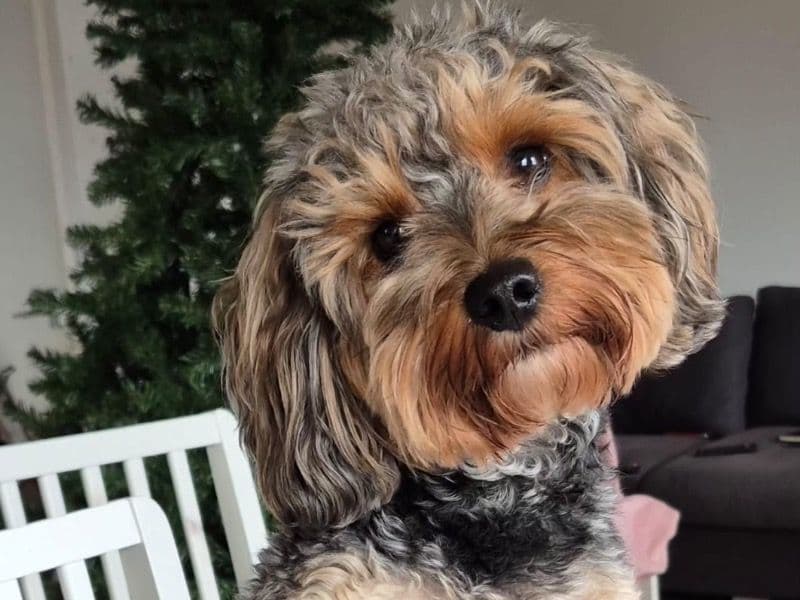 Cavapoo (Cavadoodle) 2 years 11 months old male small named Capi for breeding in Greater London, England | Petmeetly