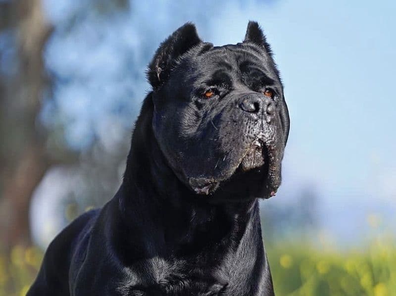 Cane Corso 5 years 5 months old male extra large named Quaron for breeding in Ventura County, California | Petmeetly