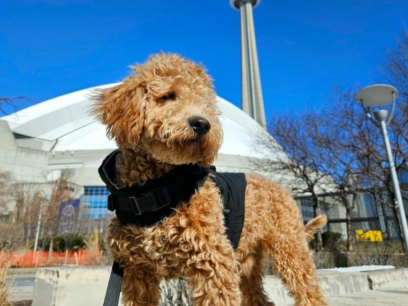 Mini Golden Doodle 2 years 2 months old male medium named Leo for breeding in Collin County, Texas | Petmeetly
