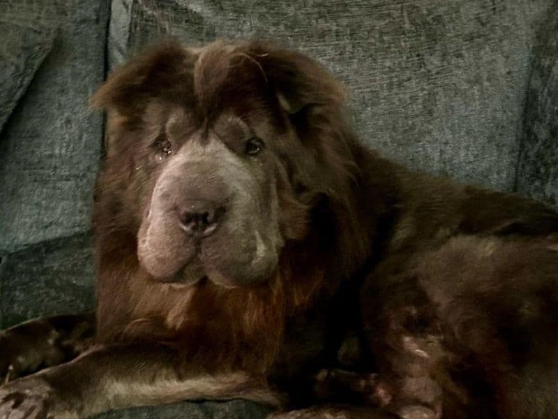 Chinese Shar-Pei 5 years 2 months old male large named Ghost for breeding in Essex, England | Petmeetly