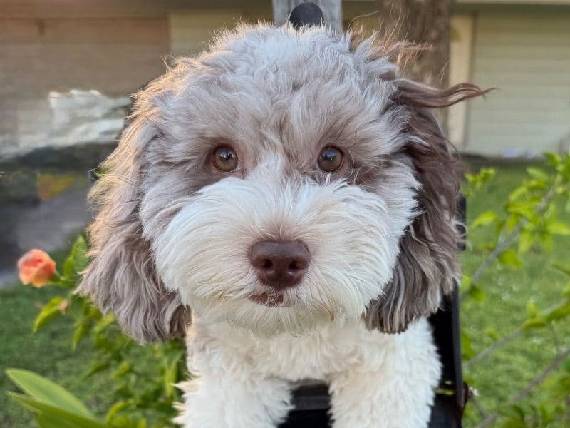 Shih Tzu 10 months old male small named Ash for breeding in Brevard County, Florida | Petmeetly