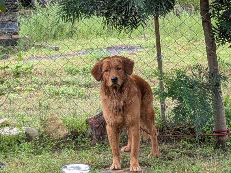 Golden Retriever 1 year 7 months old male medium named Murphy for breeding in Meerut Division, Uttar Pradesh | Petmeetly