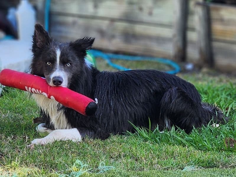 Border Collie 3 years 2 months old male medium named Dash for breeding in Queensland | Petmeetly