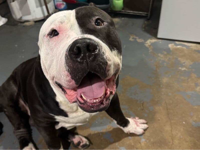 American Bully 4 years 7 months old male extra large named Zilla for breeding in Cuyahoga County, Ohio | Petmeetly