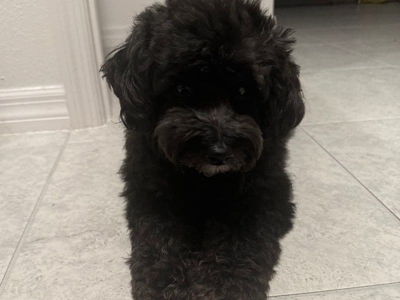 Yorkipoo 6 years 7 months old male medium named Vader for breeding in Polk County, Florida | Petmeetly