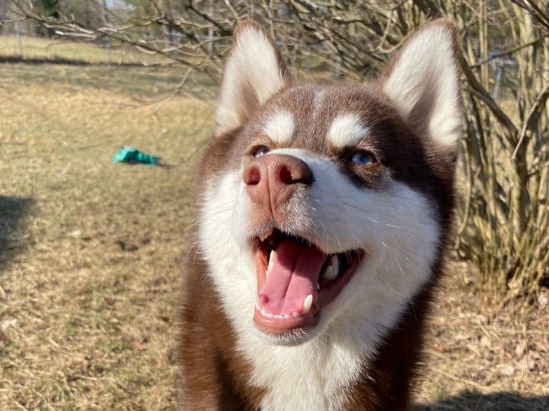 Pomsky 2 years 4 months old male medium named Mushu for breeding in Jackson County, Michigan | Petmeetly