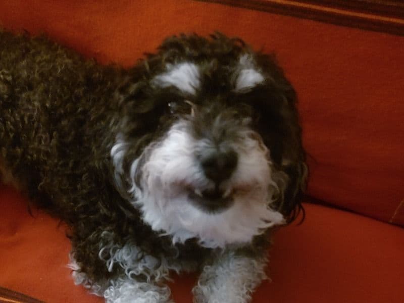 Poodle 3 years 1 month old female small named Xena for breeding in Lenoir County, North Carolina | Petmeetly