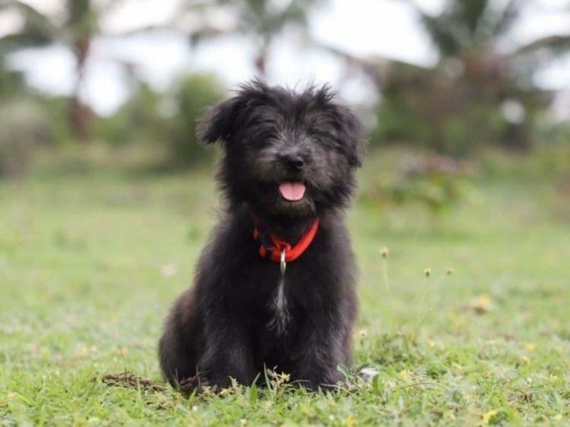 Lhasa Apso 6 years 4 months old male small named Tony for breeding in Coimbatore, Tamil Nadu | Petmeetly