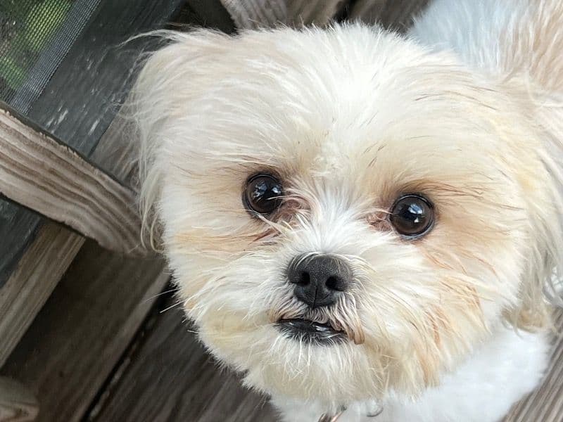 Shorkie 2 years 4 months old male small named Benny for breeding in Hillsborough County, Florida | Petmeetly