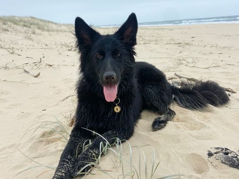 Black German Shepherd 2 years 11 months old female large named Saylor for breeding in Bellingen Shire Council, New South Wales | Petmeetly