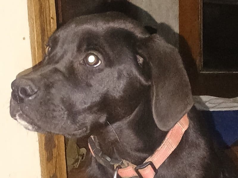 English Labrador Retriever 7 months old male small named Sam for adoption in Escambia County, Florida | Petmeetly