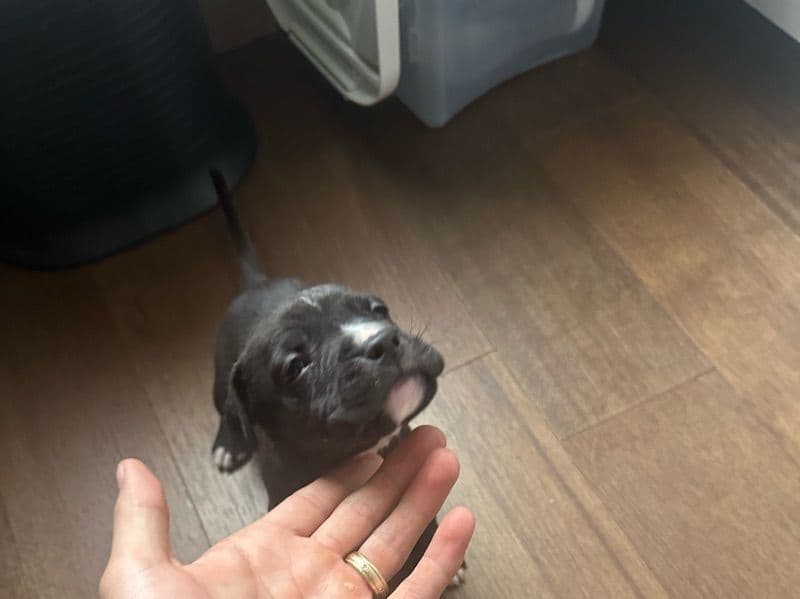 American PitBull Terrier 2 months old male small named Broly for adoption in Cook County, Illinois | Petmeetly