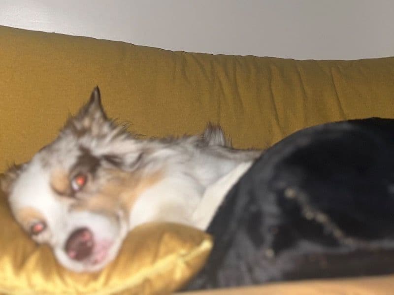 Australian Shepherd 4 years 3 months old male medium named Cashew for breeding in Essex County, New Jersey | Petmeetly