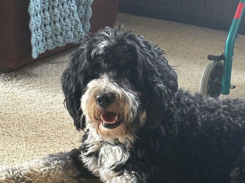Bernedoodle 4 years 11 months old male medium named Chia Conn for breeding in Harrisonburg, Virginia | Petmeetly
