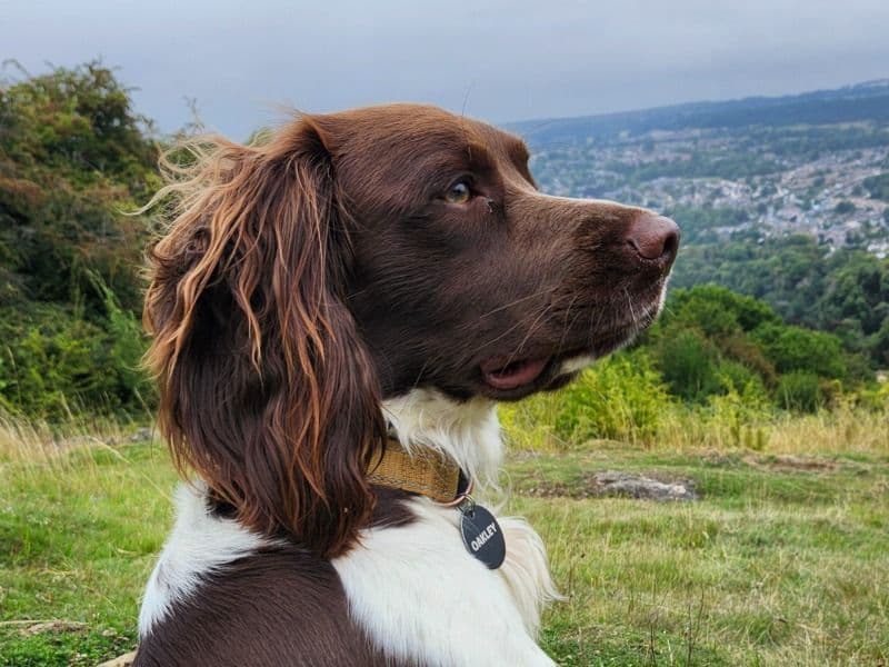 English Springer Spaniel 1 year 11 months old male medium named Oakley for breeding in West Yorkshire, England | Petmeetly