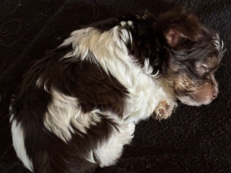 Biewer Terrier 8 months old male small named Max for sale in Calhoun County, Michigan | Petmeetly