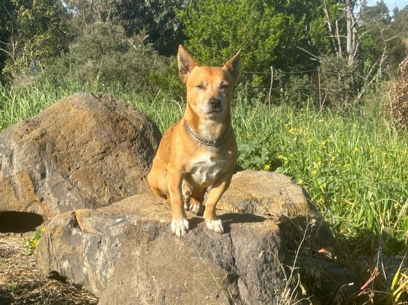 Jack Russell Terrier 8 years 8 months old male small named Rock for breeding in City of Whittlesea, Victoria | Petmeetly