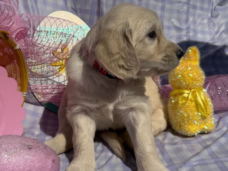 English Golden Retriever 2 months old female large named Dark Pink Collar for sale in Bedford County, Tennessee | Petmeetly