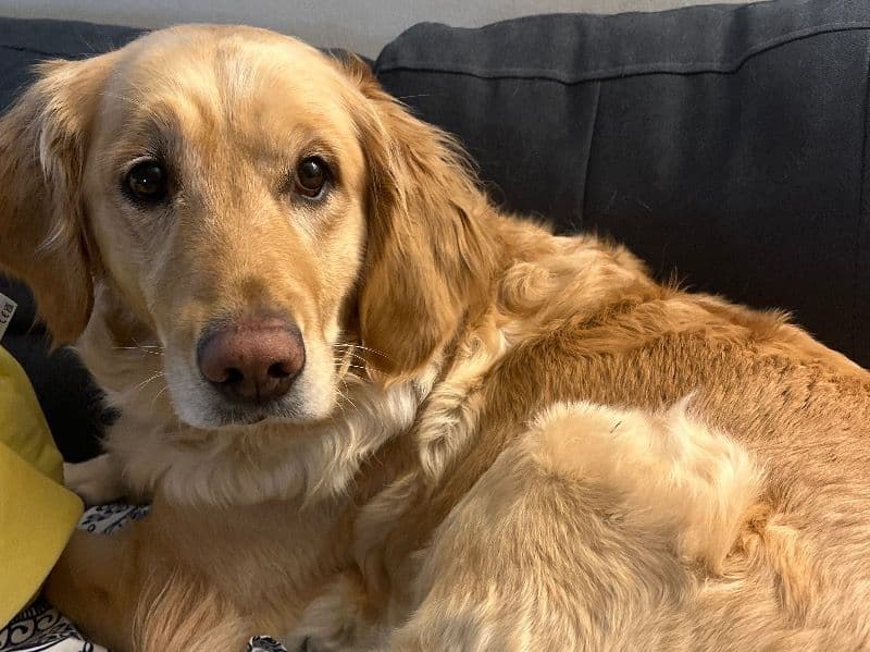 English Golden Retriever 5 years 11 months old female large named Koda for breeding in Cook County, Illinois | Petmeetly